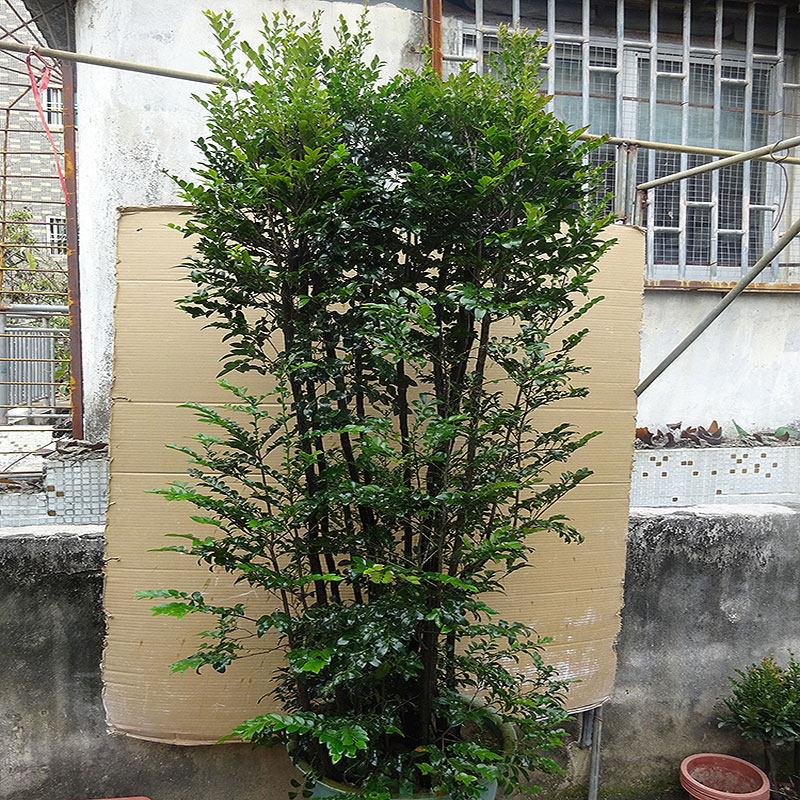办公室小叶紫檀盆景树桩 室内除甲醛绿植盆栽 四季常青植物苗木