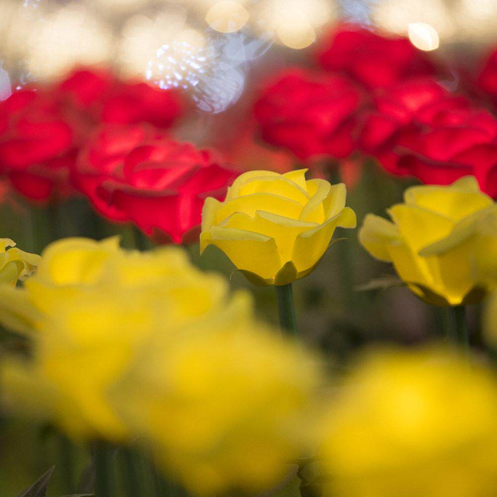 led玫瑰花灯 地插灯梦幻灯光节产品户外景观芦苇灯玫瑰花海插地灯