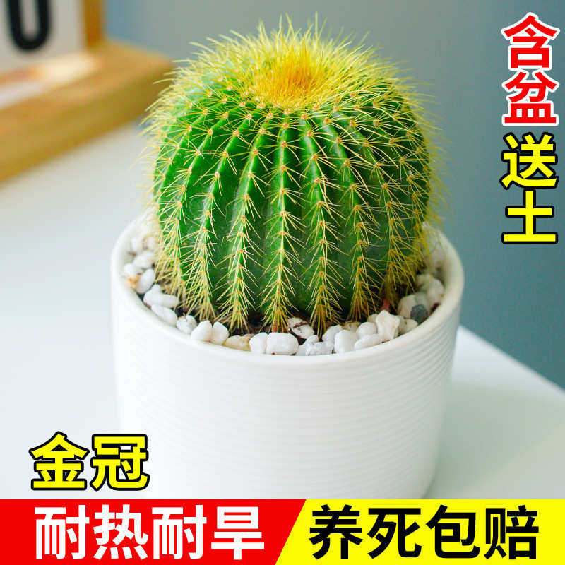金冠仙人球多肉植物组合含盆套装室内办公室幼儿园好养肉肉小盆栽,鲜花速递/花卉仿真/绿植园艺,多肉植物,淘宝优惠券,粉丝福利购,淘宝优惠卷