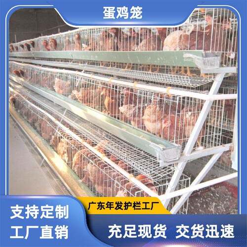 出口非洲坦桑尼亚蛋鸡笼饲养蛋鸡笼具阶梯式半自动养殖笼现货
