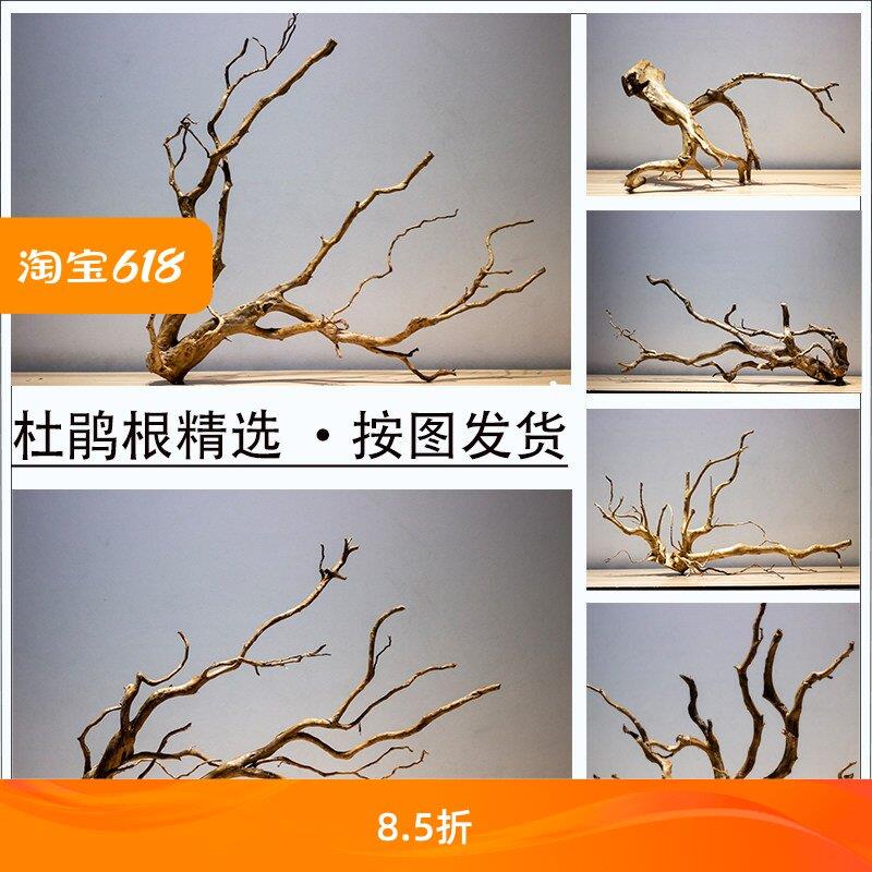 杜鹃根沉木枝条树形骨架鱼缸造景树根树桩精品小号莫斯树天然插花