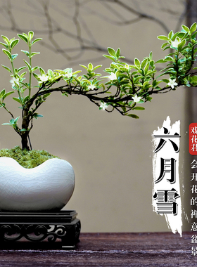 床头柜装饰品摆件客厅轻奢高档六月雪造型盆栽室内花卉绿植茶桌摆