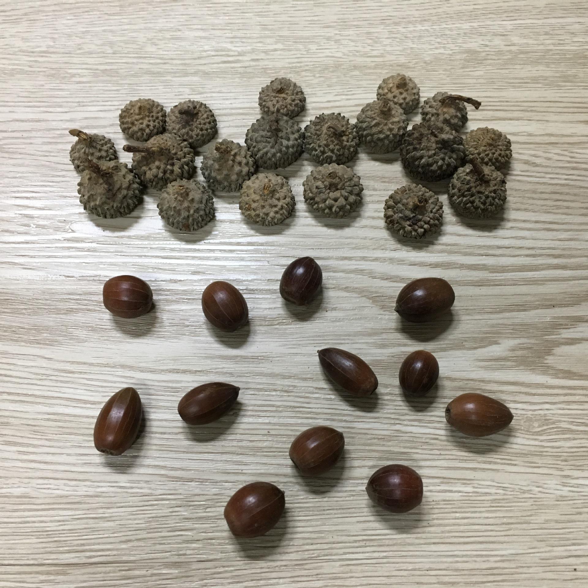 橡果子 橡果核 橡果 橡果帽 橡壳 花店花艺圣诞装饰品