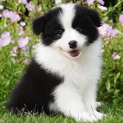 边牧幼犬幼崽警犬帅气狗狗中型犬边境牧羊犬小狗活体看家狗网红狗