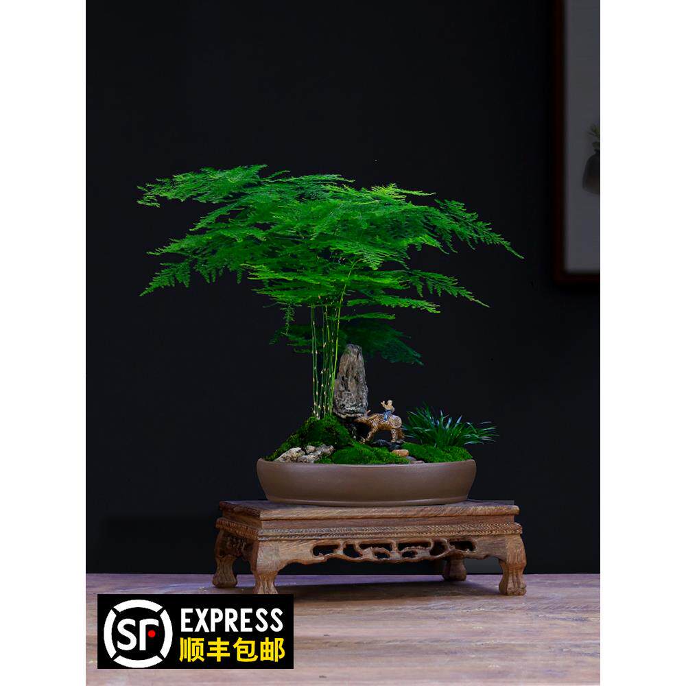 大文竹盆栽假山造型盆景植物室内客厅办公桌花卉绿植四季常青苗