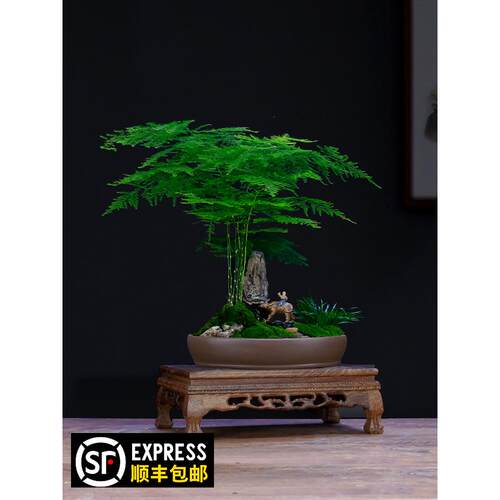 大文竹盆栽假山造型盆景植物室内客厅办公桌花卉绿植四季常青苗