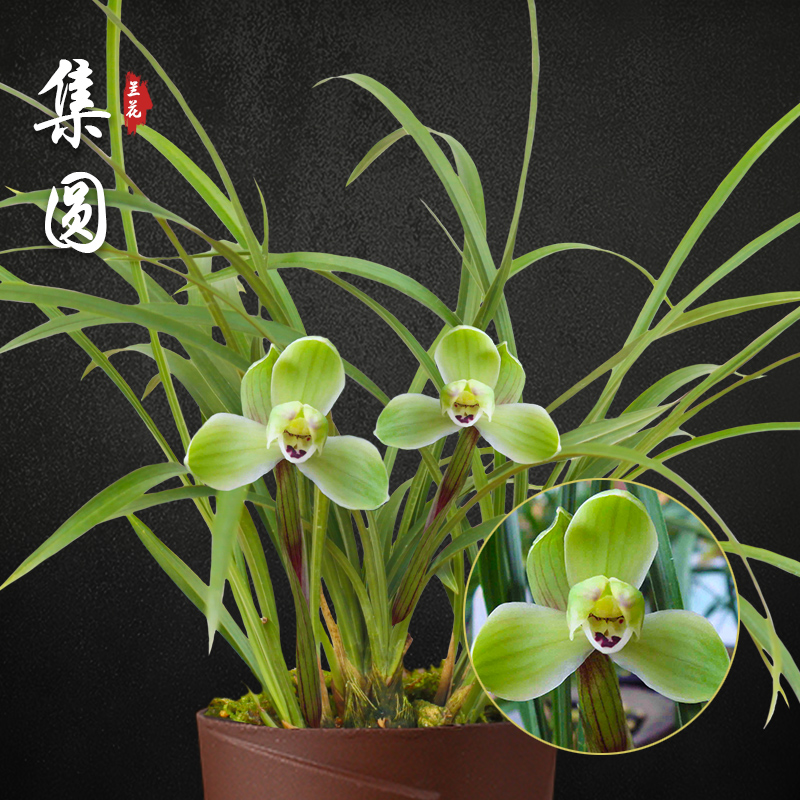 兰花苗春兰老八种宋梅龙字集圆汪字秋带花苞室内绿植盆栽花卉好养