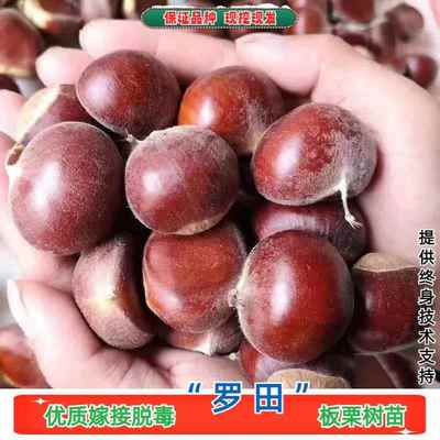 湖北罗田板栗苗树嫁接大果板栗树苗盆栽地栽栗子果苗南方北方种植