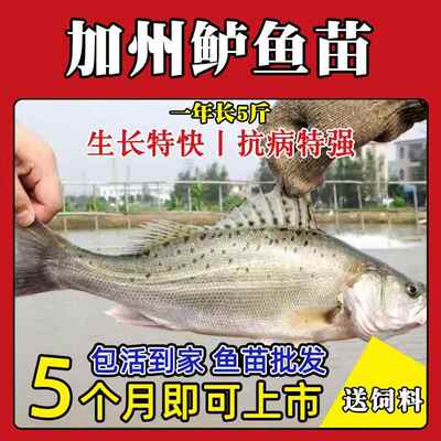 大品种优质鲈鱼苗加州鲈鱼苗路亚苗大口黑鲈鱼苗冷水淡水养殖鱼苗
