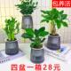 水培绿植四件套 珍椰子金钻九里香栀子花桌面小盆栽植物 发财树袖