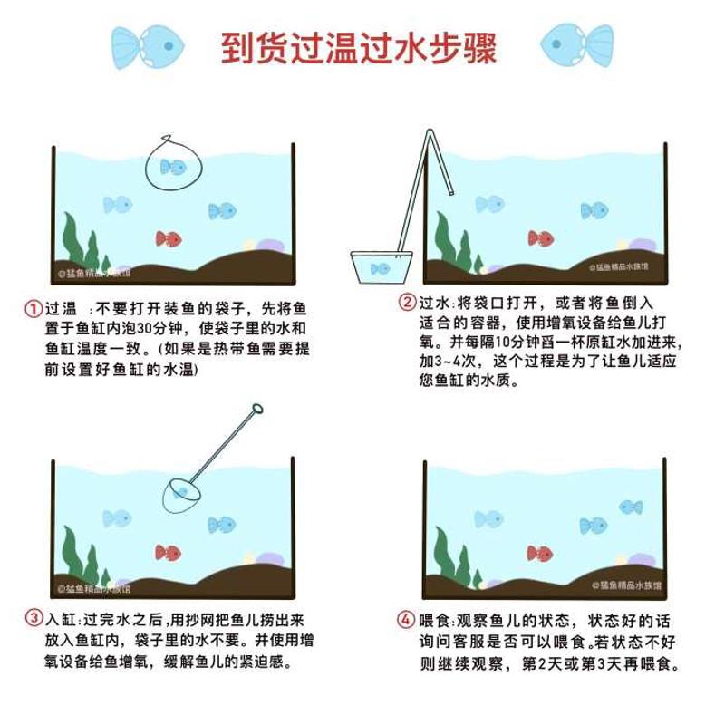 南美亚马孙红文鱼活热带鱼淡水凶猛宠物观赏鱼活苗肉食性猛鱼包活