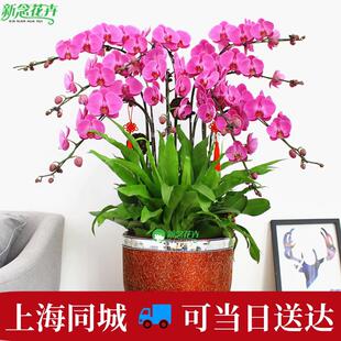 蝴蝶兰盆栽带花苞花剑名贵真鲜花开 业乔迁高档花卉大盆景室内客