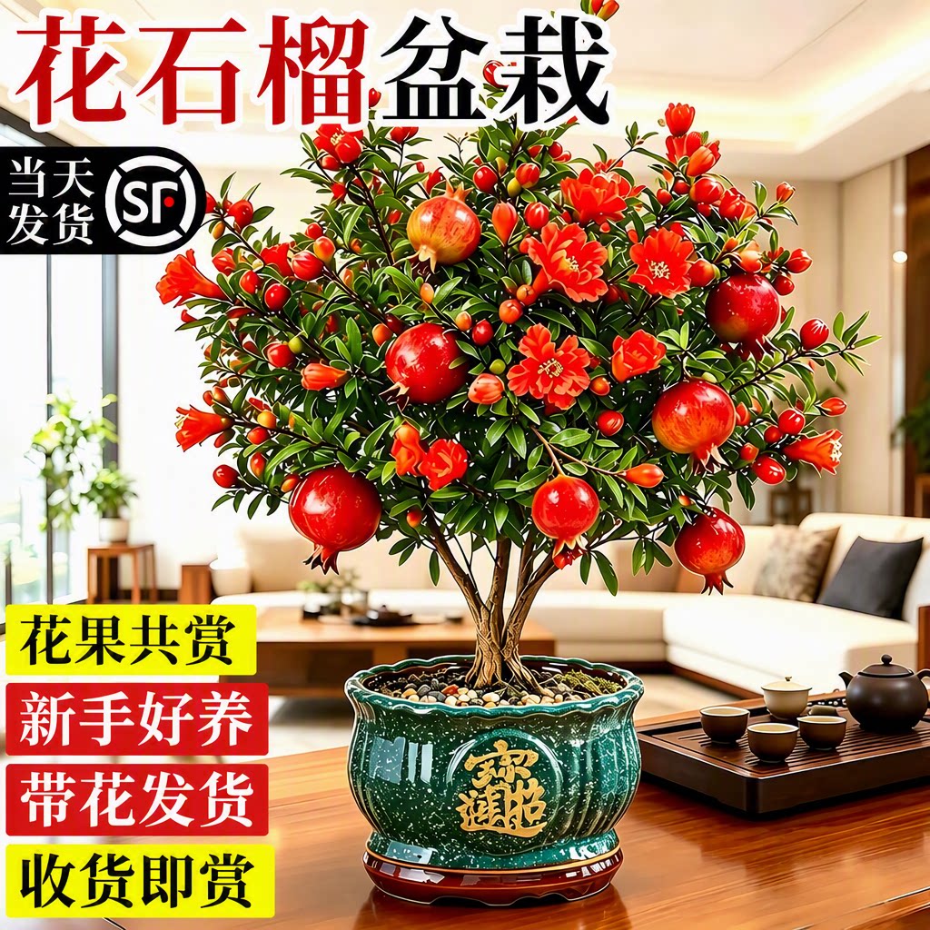 【新手好养】花石榴盆栽带果观赏图片