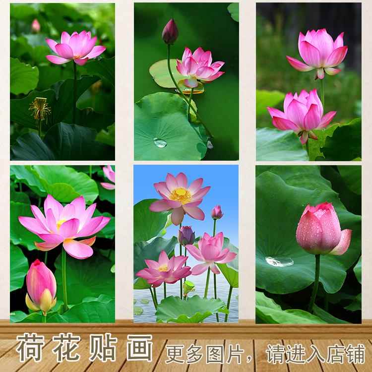 荷花图墙贴画莲花贴画红莲花自粘装饰壁画花店客厅卫生间走廊挂画图片