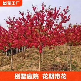 梅花树苗庭院盆栽耐寒红梅腊梅地栽盆景四季花卉植物阳台花期基地