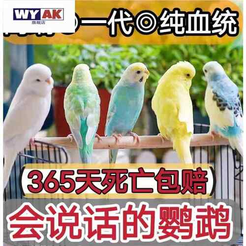 鹦鹉活鸟会说话纯手养虎皮的手养大头宠物幼鸟小鸟活物鸟