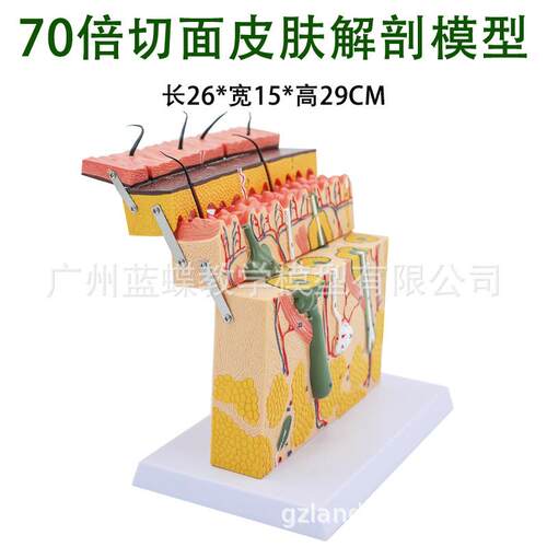 立体皮肤组织结构层次放大解剖模型医教学头皮毛发生理结构图模块