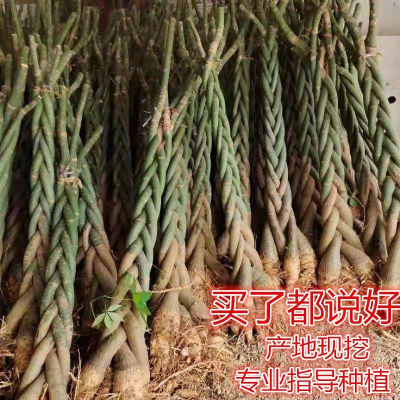 五辫发财树头裸根树苗不带盆栽大棵办公室内门前客厅招财旺宅绿植图片