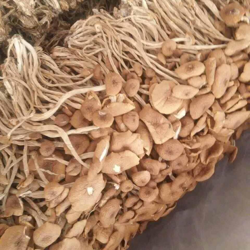 茶树菇 500g 优选茶薪菇香菇特产干货.不开伞盖嫩脆柄.枝小.叶小