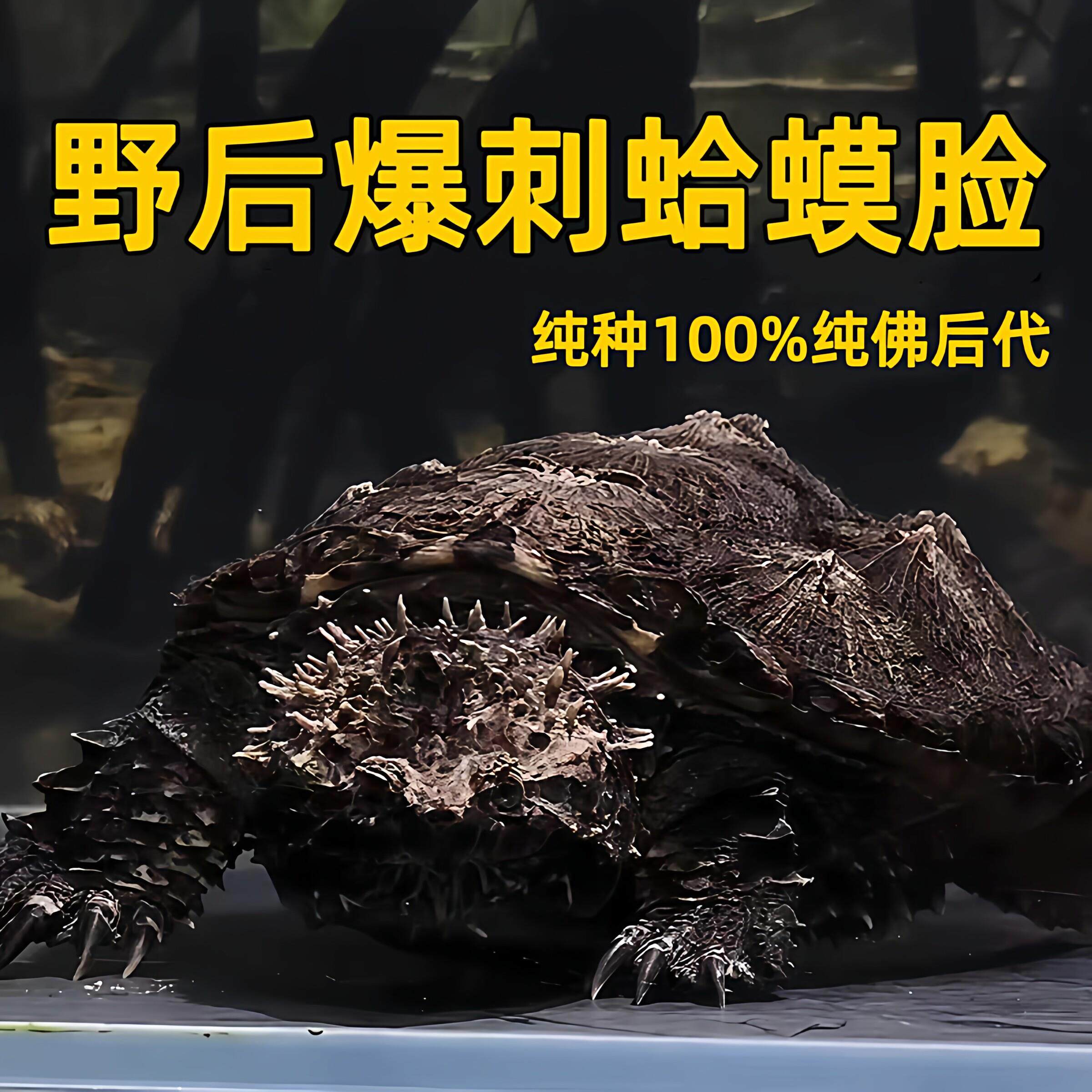精品野后原种纯佛鳄龟暴刺佛鳄龟纯佛鳄龟幼苗佛鳄龟活体观赏宠物