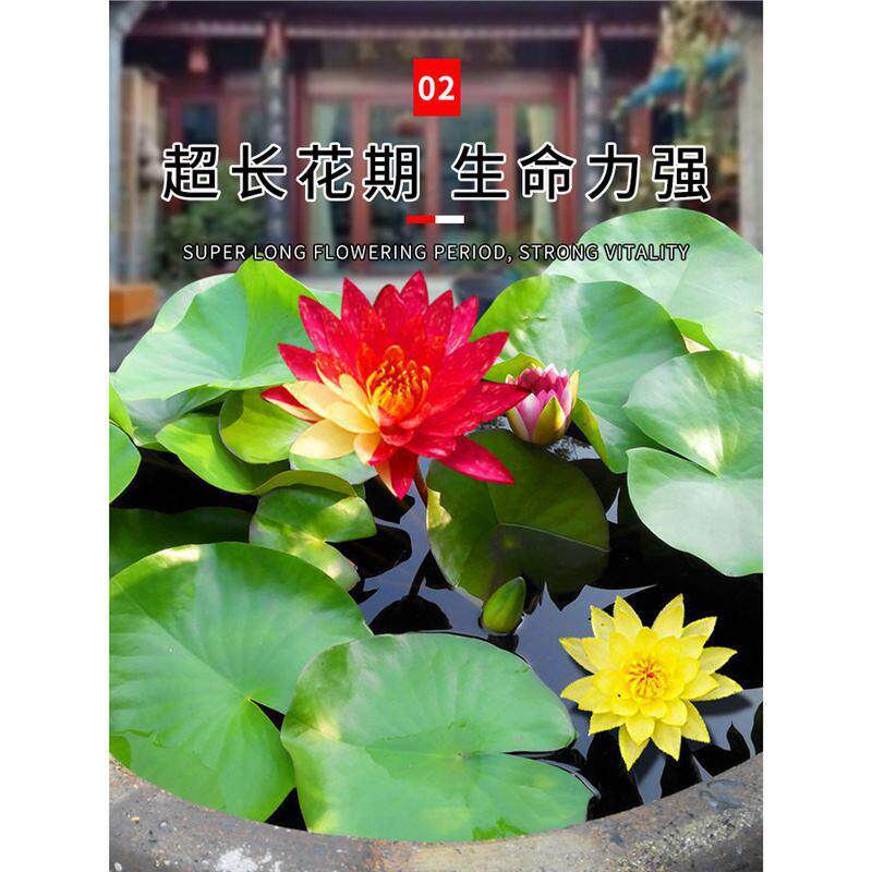 睡莲水培植物盆栽莲花池塘耐寒荷花水养花卉根部碗莲根茎带芽种藕