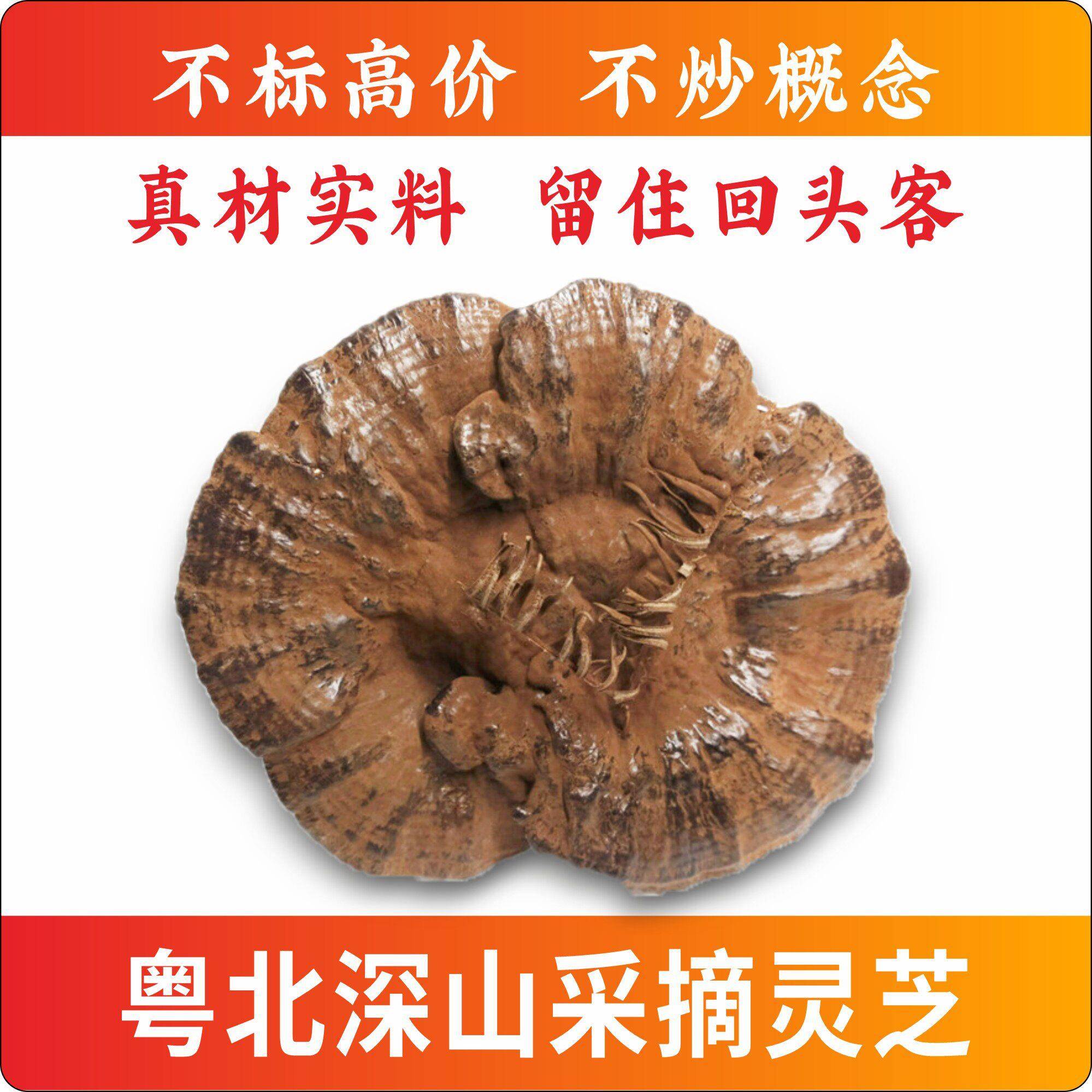 韶关特产粤北韶关紫芝整枝灵芝林芝超厚孢子粉灵芝半野生