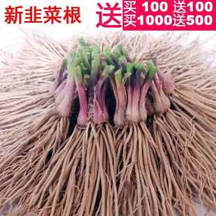 宽叶阳台韭菜根新鲜韭菜根庭院 韭菜根苗紫根现挖韭菜根种四季