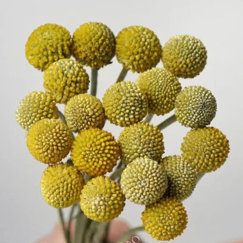 黄金球鲜花昆明斗南鲜花基地花店摆摊花艺沙龙家庭瓶插花