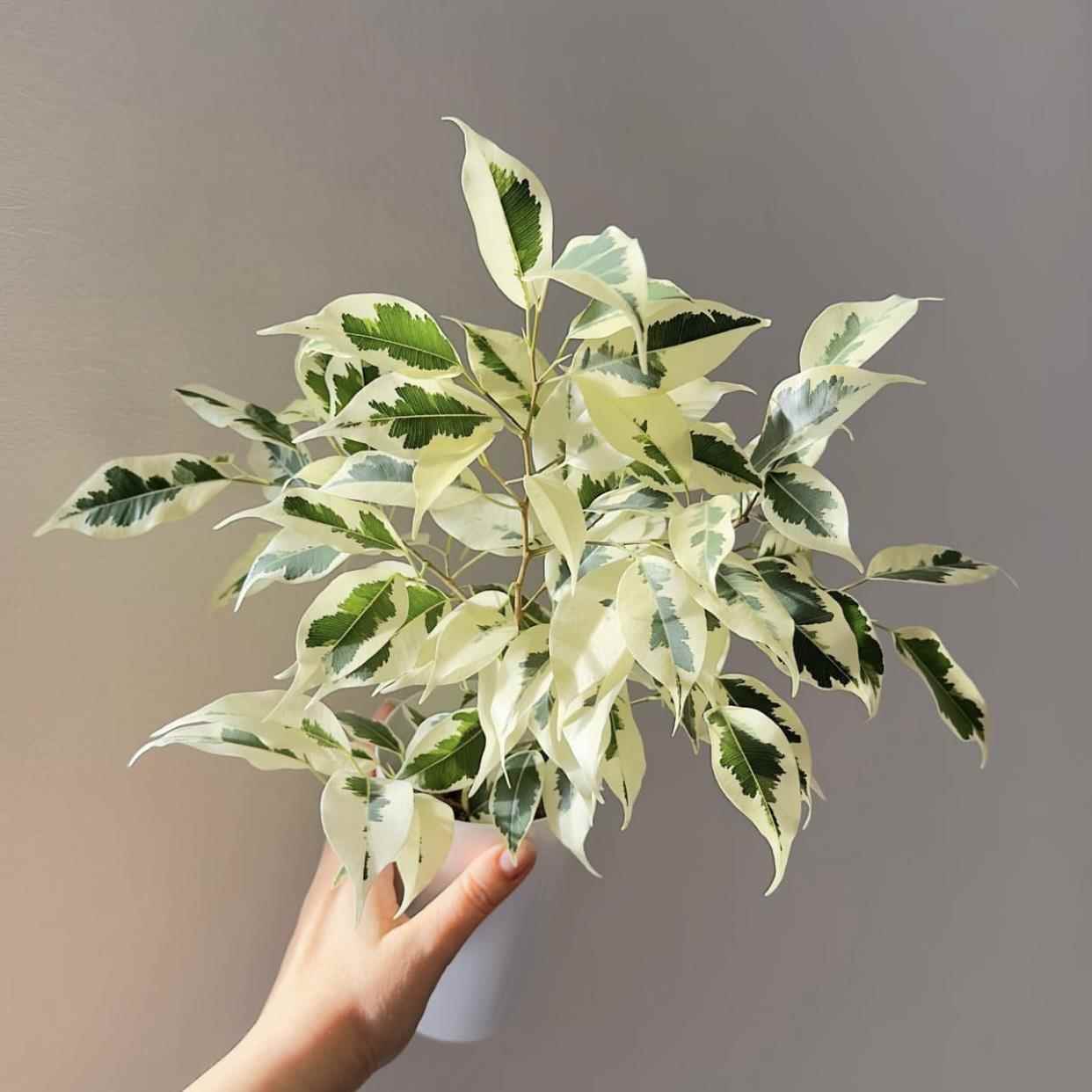 白锦星光垂榕 Ficus Benjamina variegata 精品室内户外绿植盆栽