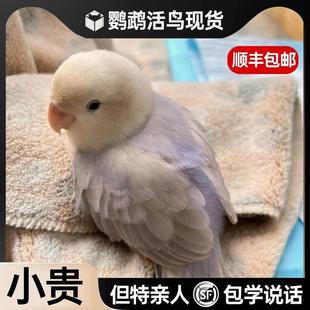 【现货秒发】鹦鹉活鸟牡丹适合学生养的手养精品宠物半毛活体包活