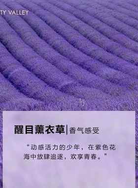 高档汇美5舍醒目薰衣草精油ml然天物香薰睡眠助眠安眠植去痘印