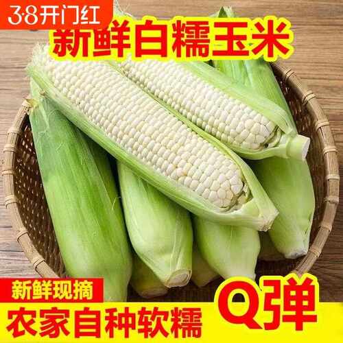 新鲜采摘白糯牛奶玉米5-9斤当季现摘嫩苞谷代餐甜糯玉米棒子包邮