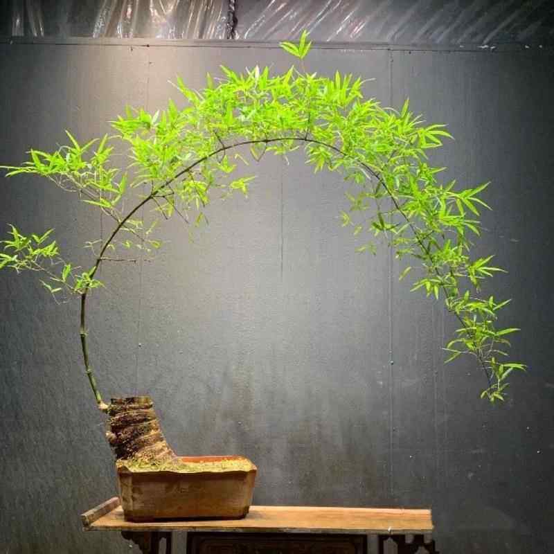 小叶簕竹室内办公室桌面绿植花卉易活好养客厅懒人小盆栽上档次