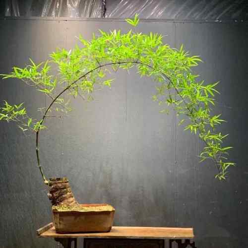 小叶簕竹室内办公室桌面绿植花卉易活好养客厅懒人小盆栽上档次