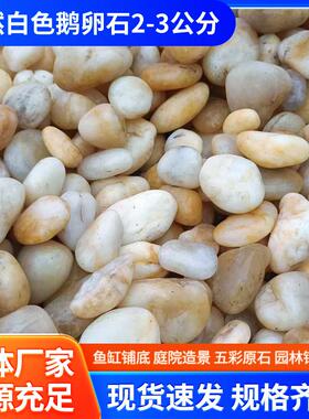 天然白色鹅卵石2-3公分园林庭院铺路碎石盆栽鱼缸装饰用白色石子