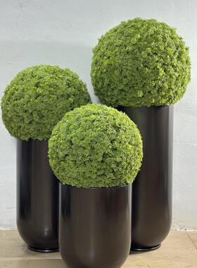 现代简约彷真绿色植物景观样板房客厅样品屋展示中心彷真植物球盆