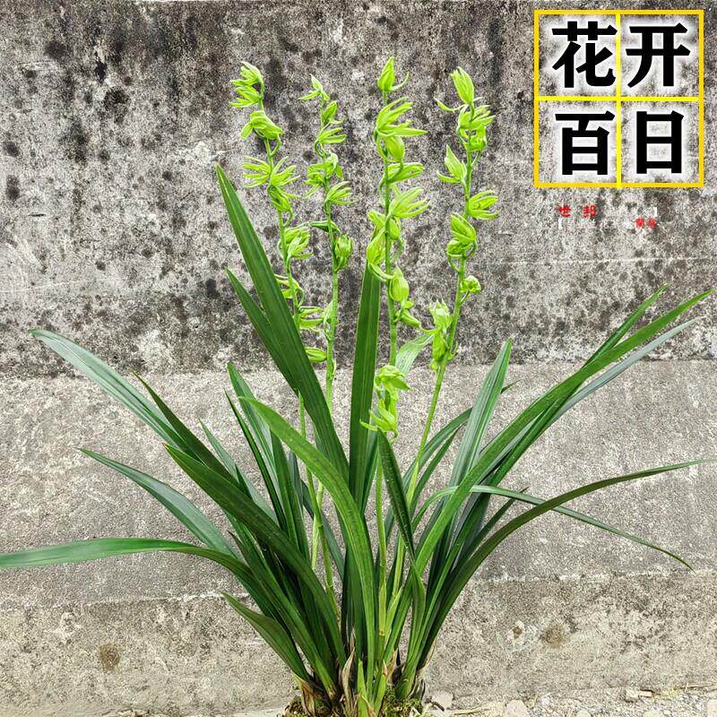 花开百日墨兰十大奇花绿云大屯麒麟玉狮子名贵兰花苗盆栽浓香花卉