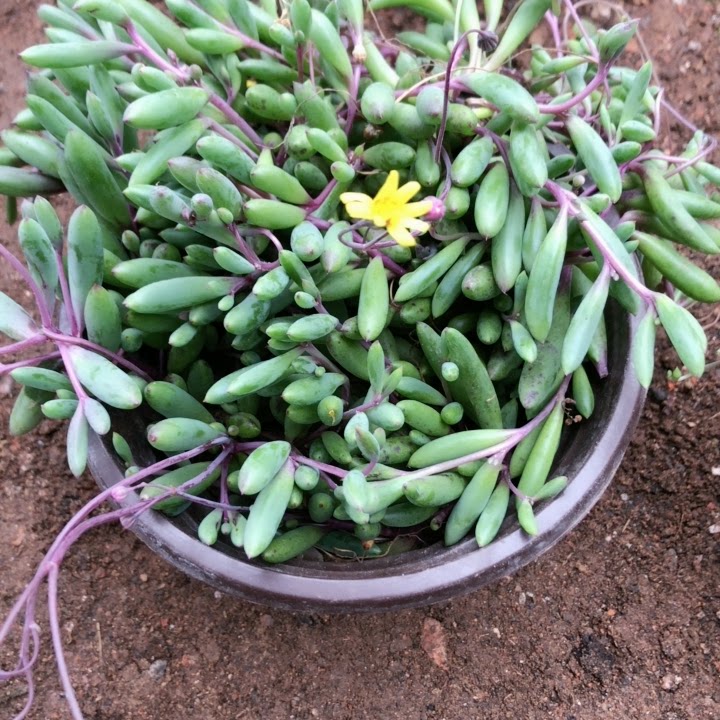 紫玄月吊兰带盆包邮