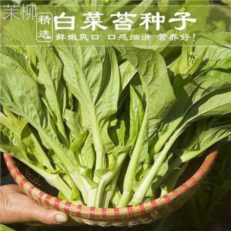 白菜苔种子早熟多次采收侧苔多青梗油亮宁夏菜心菜苔蔬菜