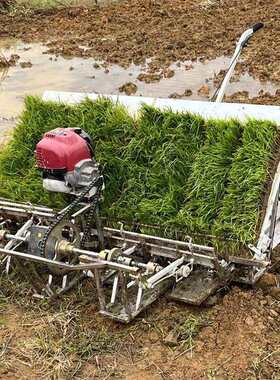 轻巧型4行水稻插秧机水田6行高效种植移栽手拉插秧机