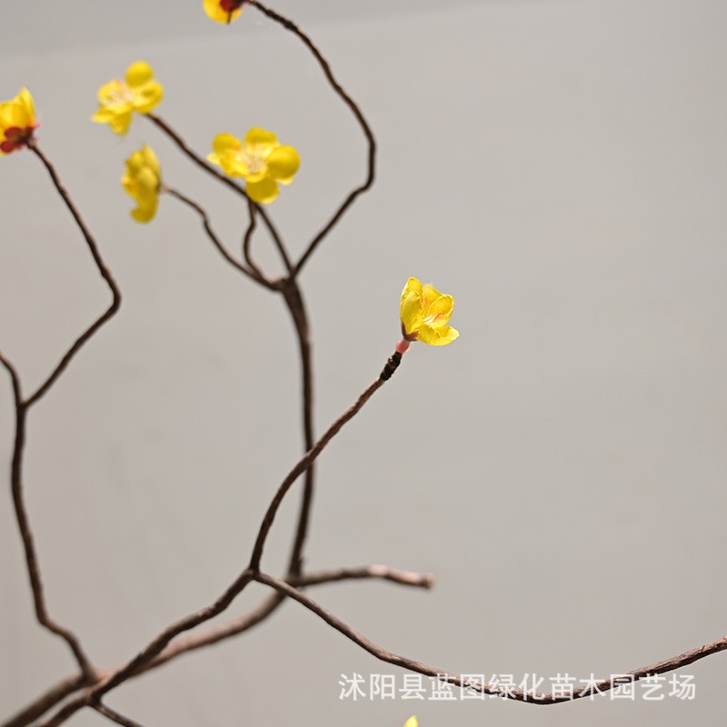 仿假真梅枝干花枝天然插树花花造景装饰枯树仿真梅花枝梅花枝枝造