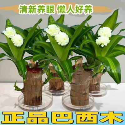 巴西木水培幸运木可开花格鲁特小树人水培室内办公桌绿植花盆盆栽