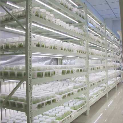批发植物组培架多层光照LED培养架实验室植物生长架育苗生长架