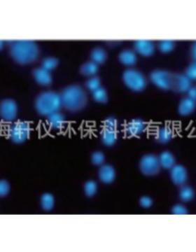 7063-2504 Whatman PC过滤膜圆片黑色聚碳酸酯孔径0.4um