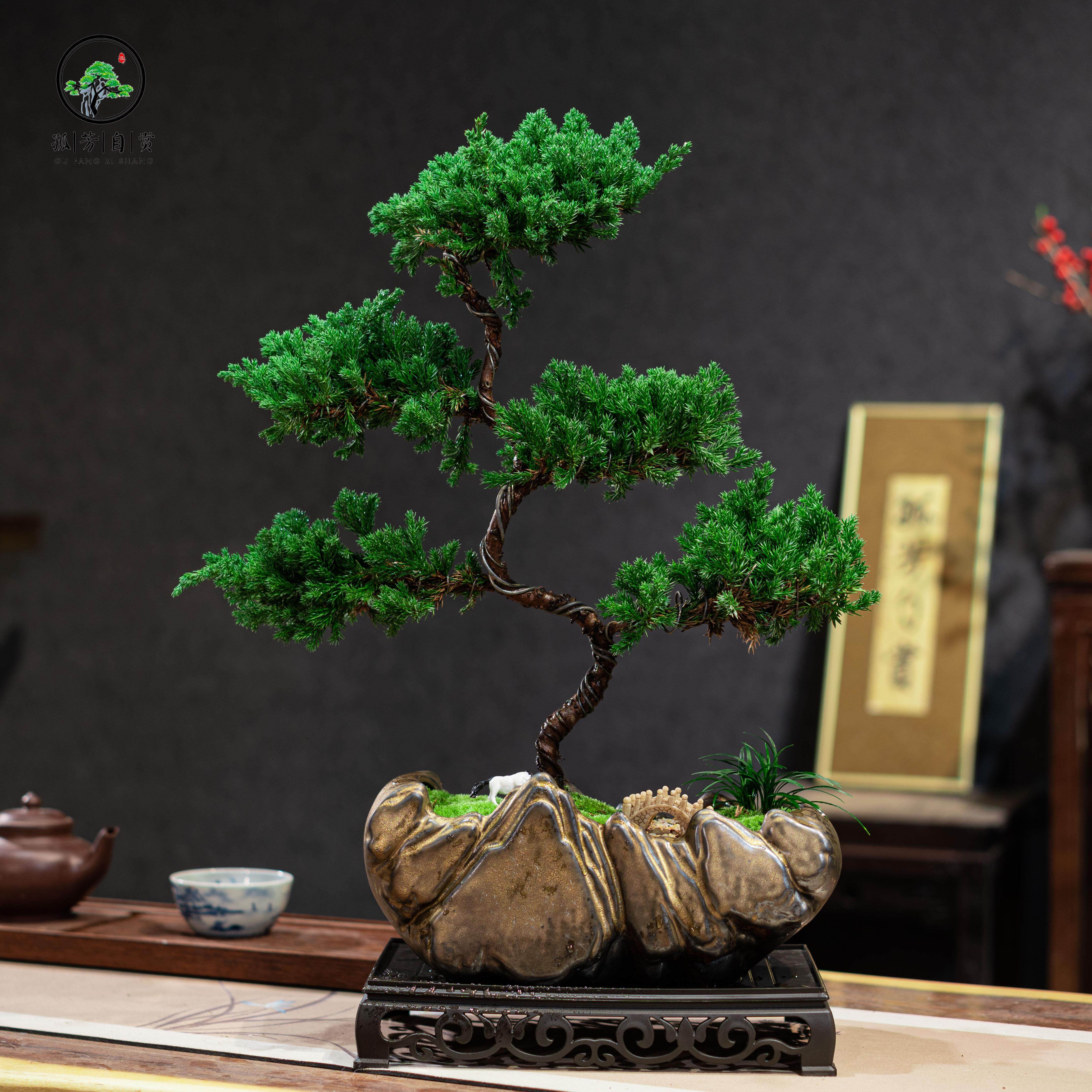 迎客松真柏盆景老桩造型柏树盆栽室内客厅四季常青好养高端植物