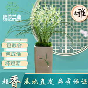 德芳兰业 兰花苗春兰墨兰惠兰建兰丝兰香兰直销带花苞花卉盆栽