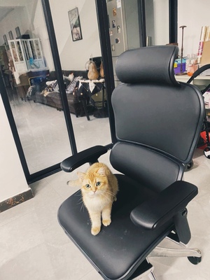 评测揭秘保友金豪和ergomax哪个好,老实说别忽悠人