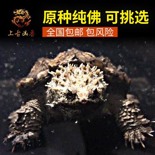【上古凶兽】爆刺纯佛鳄龟活物亚成黑白佛鳄龟苗观赏凶猛宠物乌龟