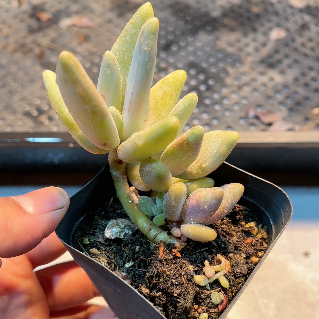 5多肉38包邮芒果美人5