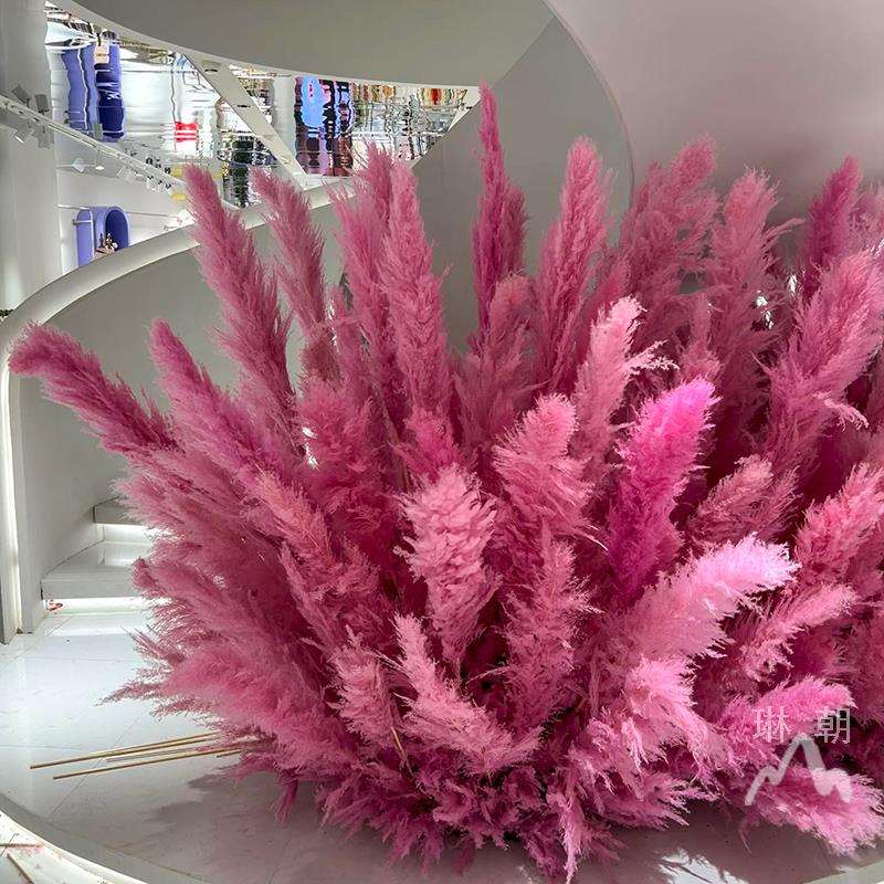 粉色芦苇干花网红景观花束婚庆商场橱窗装饰红色芦苇花室内外造景